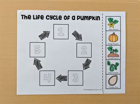 life cycle   pumpkin sequence life cycles pumpkin printable