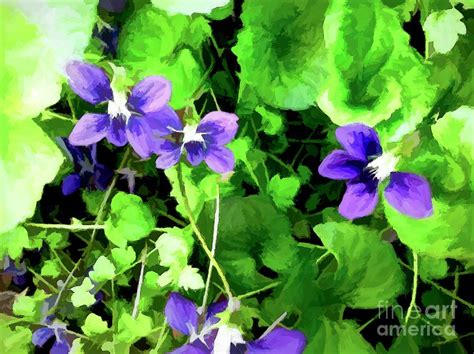 Wild Violets Mixed Media By Debra Lynch Fine Art America