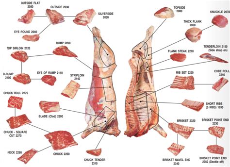 beef meat primal cuts diagram  john  butcher