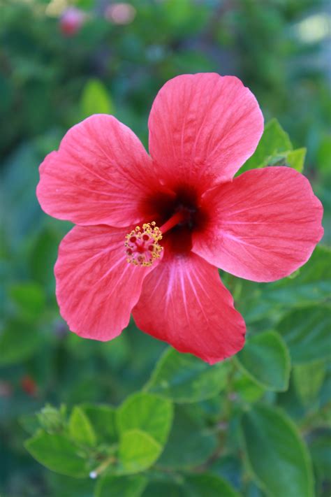 ultimate guide  growing  perfect hibiscus plant garden  happy