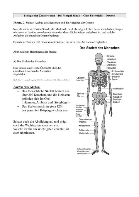 fakten zum skelett das menschliche skelett besteht aus