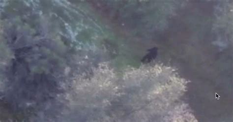 parapaloozacom drone captures image  bigfoot  california sasquatch sunday