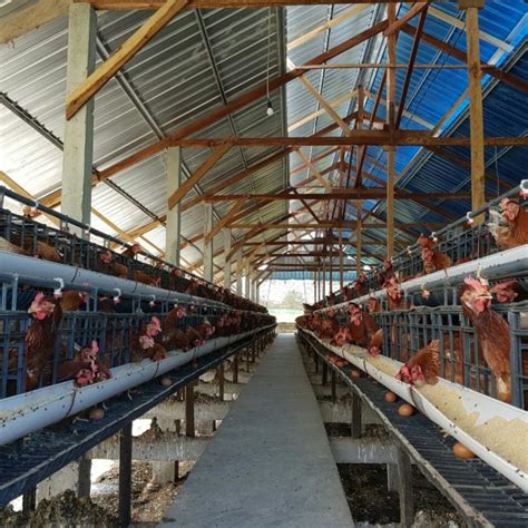 Jual Kandang Ayam petelur - Kab. Jombang - HnMd | Tokopedia