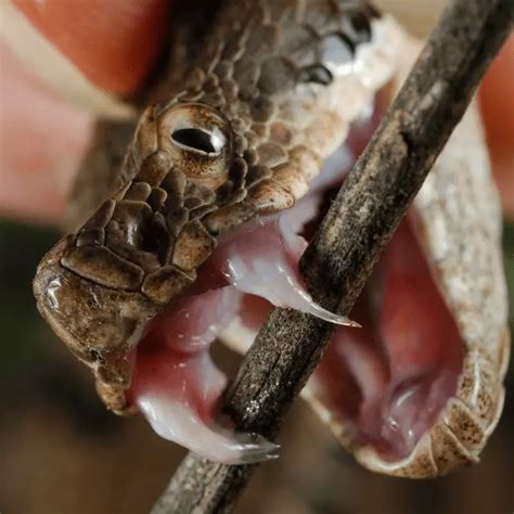 snakes   swallow large prey petrapedia