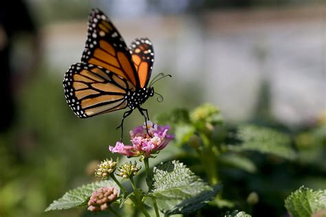 monarch butterfly population moves closer  extinction