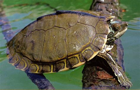 turtle species discovered  mississippi gulflivecom