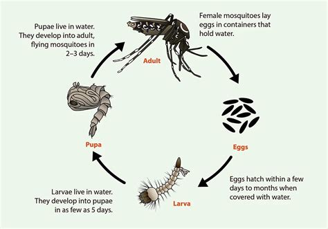 lifecycle  mosquito differences  aedes anopheles  culex
