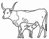 Longhorn Cow Coloring4free Animal sketch template