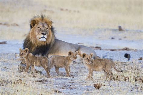 Wildlife And Waterfalls The Ultimate Trip To Zimbabwe