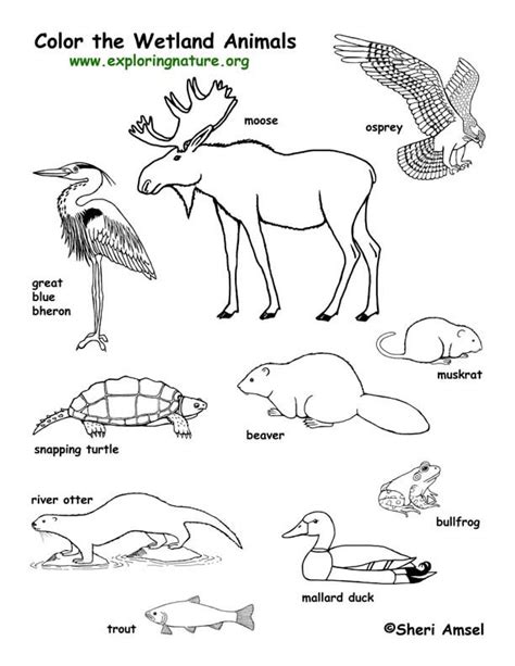 grassland animals coloring pages coloring home