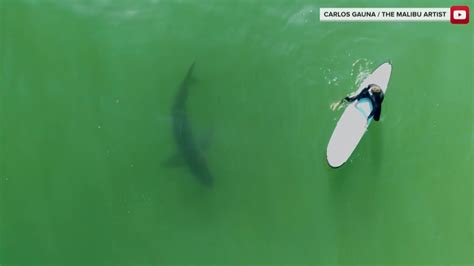 drone shark pics drone hd wallpaper regimageorg