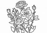 Coloring Rose Roses Pages Print Adults Color Realistic Derrick Cartoon Sheets Teenagers Border Printable Flower Getdrawings Drawing Colouring Colorings Kids sketch template