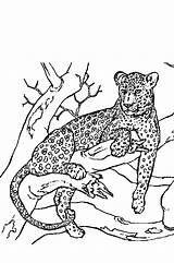 Panter Kleurplaten Panthere Ausmalbilder Kleurplaat Animaatjes Colorier Coloriages Malvorlage Tiere sketch template