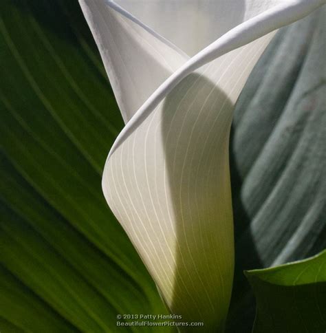White Calla Lilies Beautiful Flower Pictures Blog