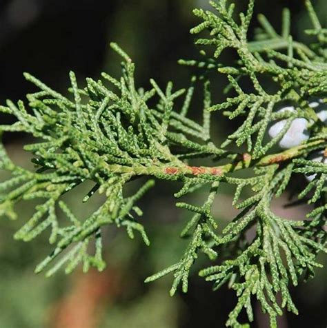 Eastern Red Cedar Tree Facts Identification Uses Pictures