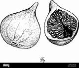Fruit Sketch Carica Ficus Figs Illustration Stock Fresh Fig Alamy Drawn Delicious Hand sketch template