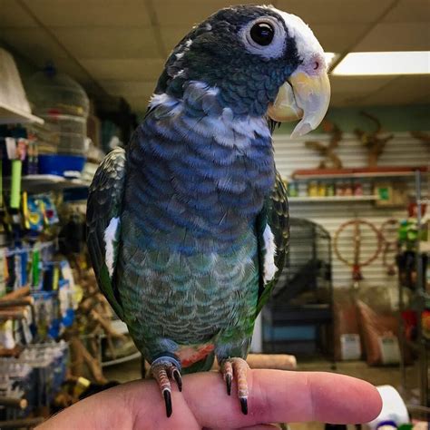 white capped pionus  sale white crowned parrot  sale