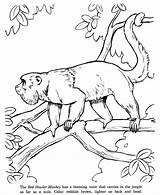 Howler Drawings Drawing Colouring Sketches Honkingdonkey Monkeys Designlooter sketch template