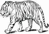 Lsu Drawing Coloring Clipartmag Tiger sketch template