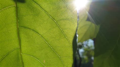 versnelde plantengroei door efficientere fotosynthese uitgelicht