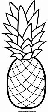 Clipart Pineapple Ananas Outline Library sketch template