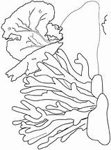Coral Korallenriff Reef Koraalrif Malvorlage Koraal Ausmalbild Stimmen sketch template