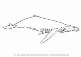 Draw Whale Humpback Drawing Realistic Easy Step Mammals Marine Drawings Paintingvalley Learn Animals Tutorials Drawingtutorials101 sketch template