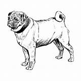 Colorear Razas Cachorros Perro Pug Boxer Cachorro Perrosamigos Colouring Onlinecursosgratuitos Imagui sketch template