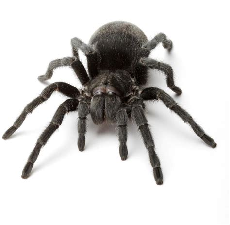 tierische panik wie sie eine spinnenphobie  den griff bekommen welt