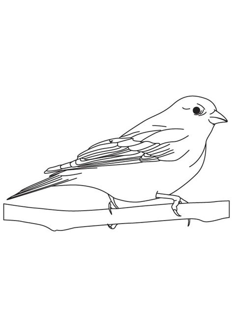finch bird coloring sheet   finch bird coloring sheet