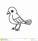 Outline Drawing Bird Template Sketch sketch template