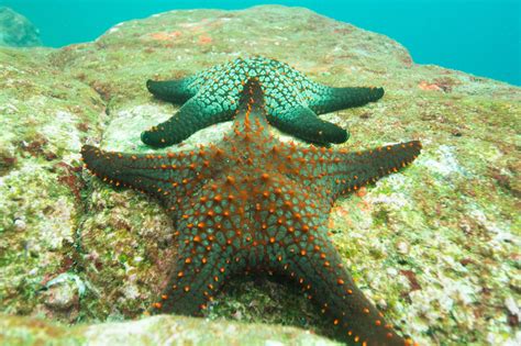 heres    habitat  starfish animal sake
