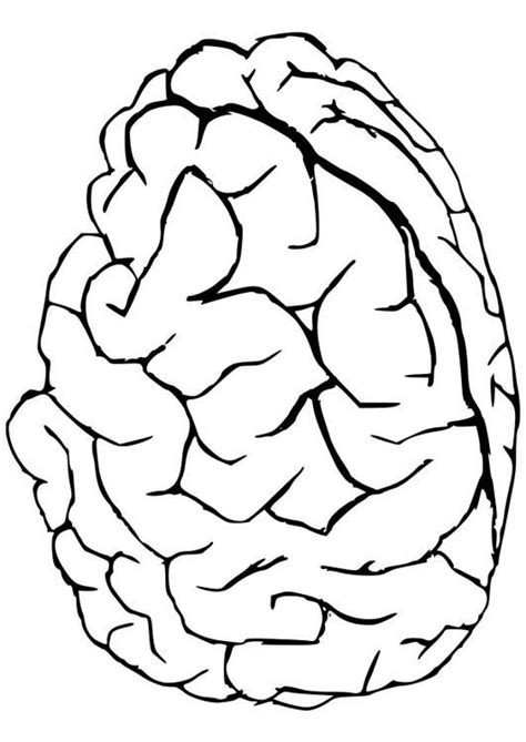 coloring page brain coloring picture brain  coloring sheets