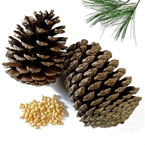 pine tree health benefits  therapeutic