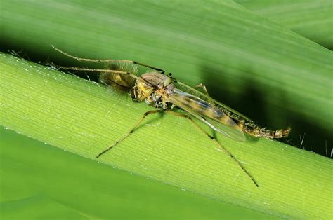 fly fishing entomology   bugs     curatedcom
