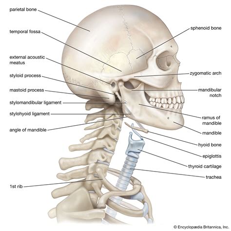 neck vertebrae muscles nerves britannica