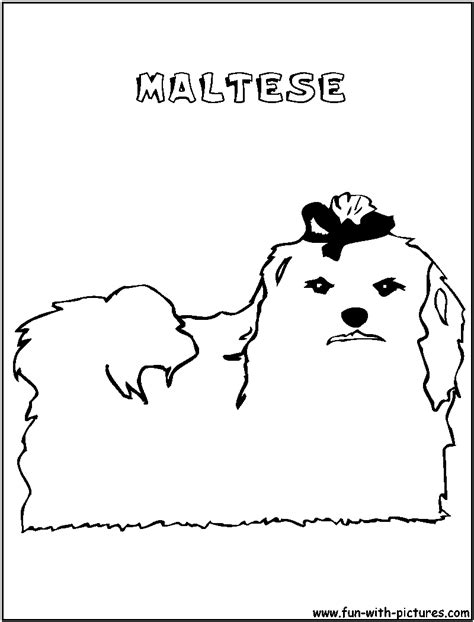 maltese coloring page
