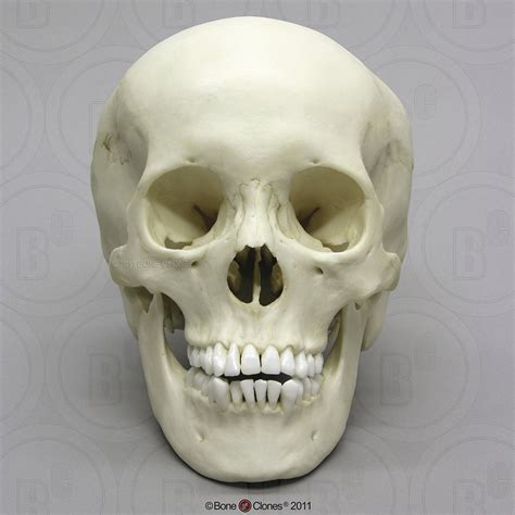 Human Adolescent Skull Bone Clones Inc Osteological Reproductions