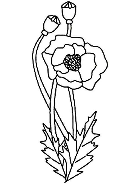 poppy flower coloring pages   print poppy flower coloring pages