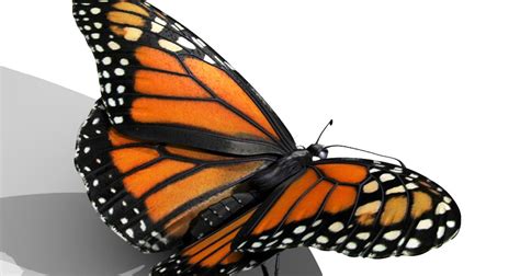 help save the monarch butterflies voice