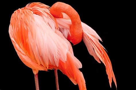 items similar  flamingo yoga pose  etsy