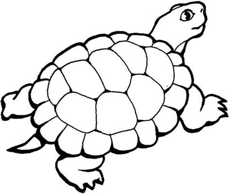 images turtle coloring pages simple turtle coloring pages ideas