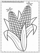 Crops Corn Cob Sheets Sketsa Malvorlagen Designlooter Getdrawings Padi Tumbuhan Insertion sketch template