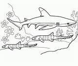 Tiburon Tiburones Buscando Puedes También sketch template