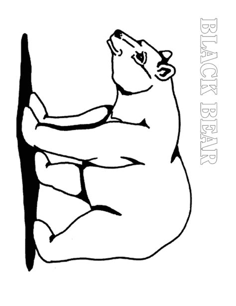 black bear coloring page animals town animals color sheet black