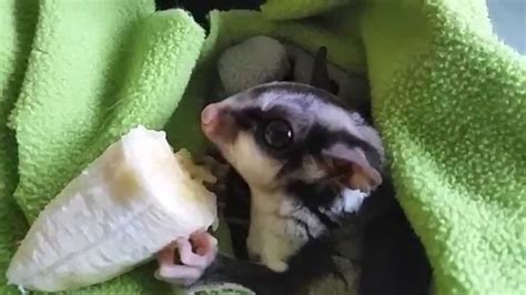 cute sugar glider eating fruit youtube