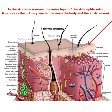 stratum corneum   outer layer   skin epidermis  serves