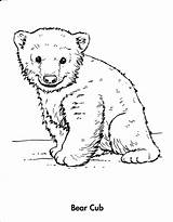 Bear Coloring Cub Pages Polar Baby Cubs Animals Drawing Grizzly Winter Chicago Drawings Face Bears Line Printable Animal Draw Realistic sketch template