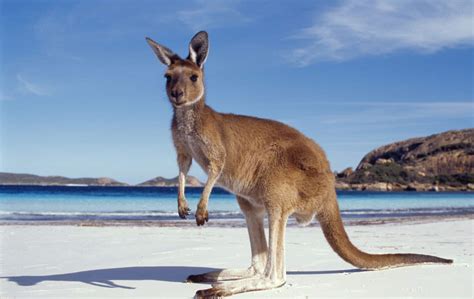 de poep van kangoeroes  de methaanuitstoot van koeien verminderen
