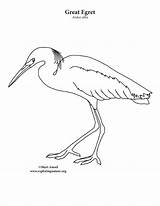 Coloring Egret Great Creatures Ocean Nature Category sketch template